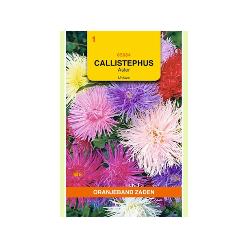 Callistephus, Aster Unicum gemengd