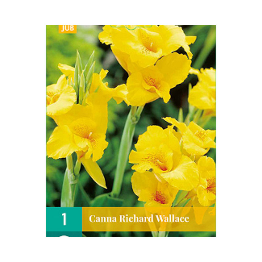 Bloembollen Canna ’Richard Wallace  JUB Holland