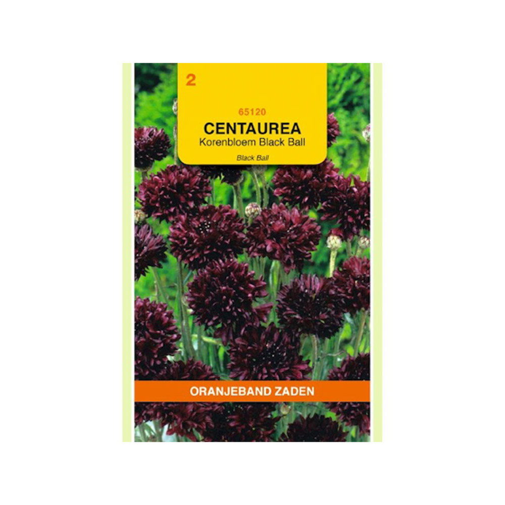 Centaurea, Korenbloem Black Ball