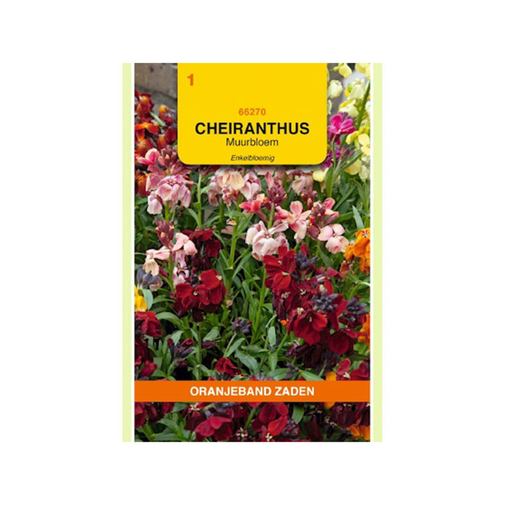 Cheiranthus, Muurbloem enkelbloemig gemengd