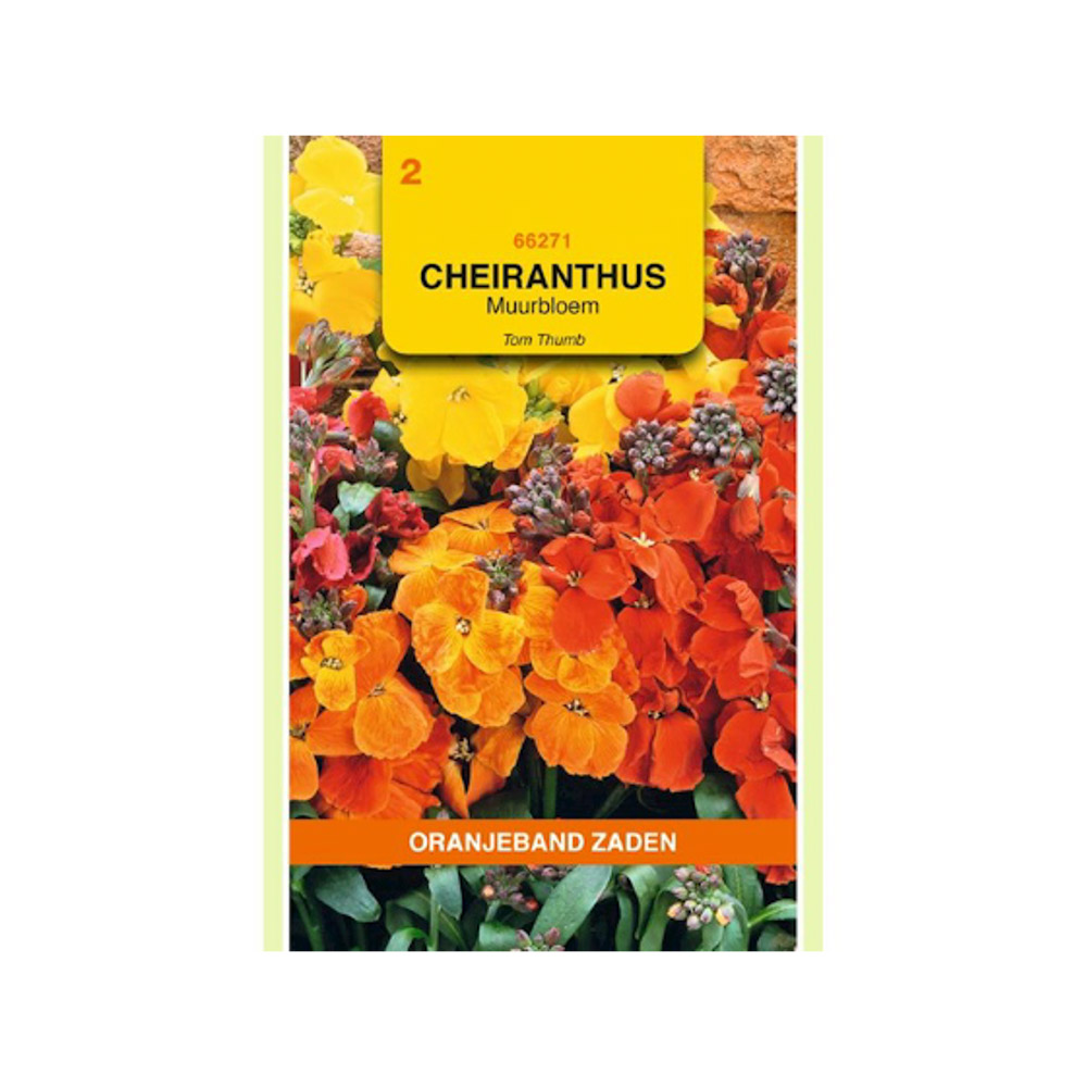 Cheiranthus, Muurbloem Tom Thumb gemengd