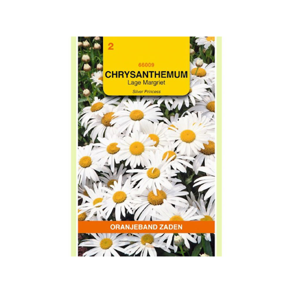 Chrysanthemum, Lage Margriet Silver Princess