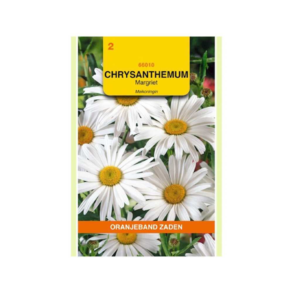 Chrysanthemum, Margriet Meikoningin