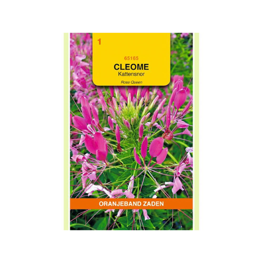 Cleome, Kattensnor roze