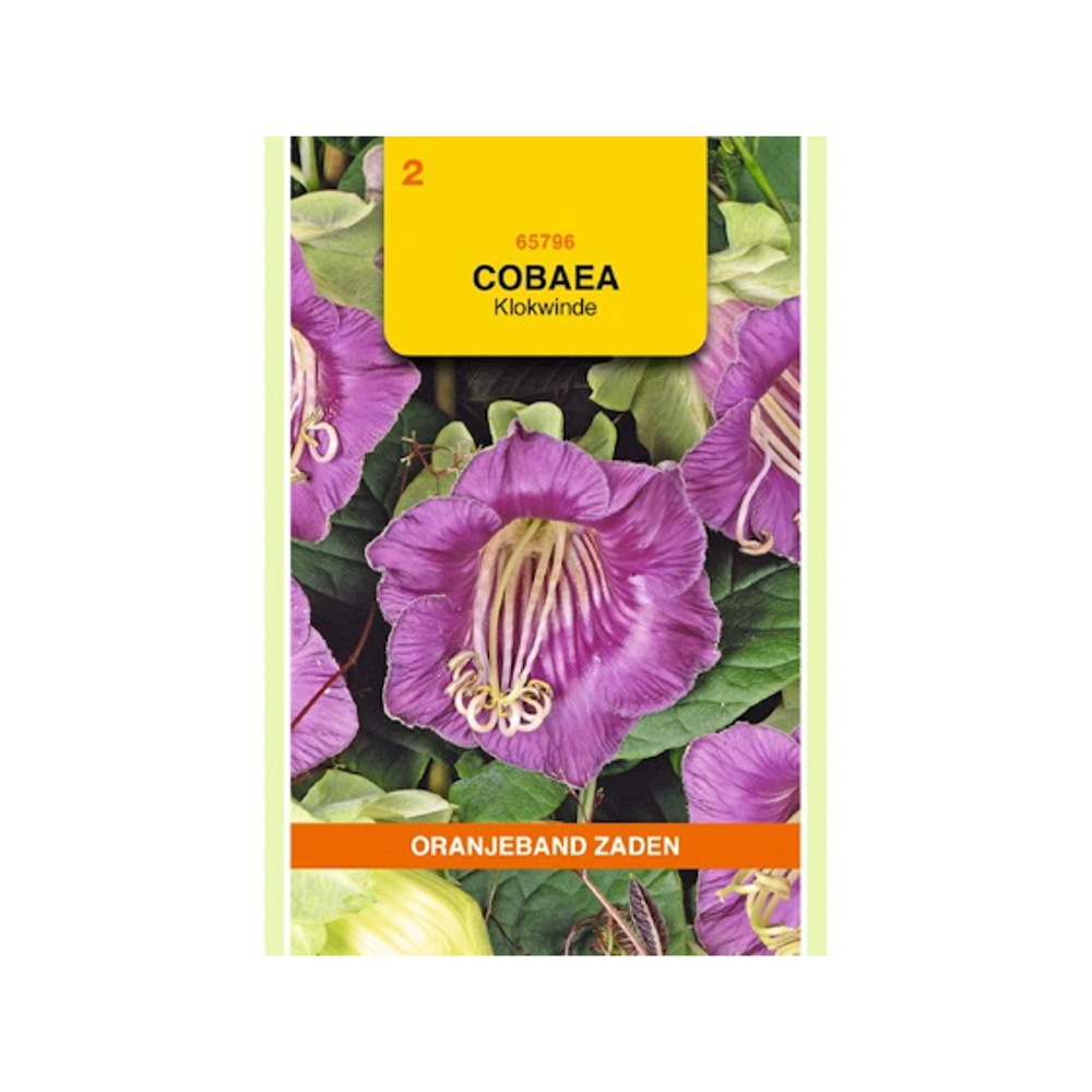  Cobaea, Klokwinde Violet