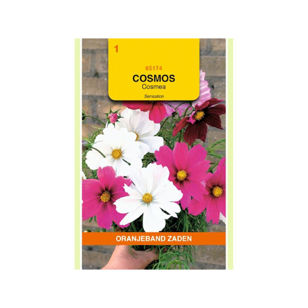 Cosmos, Cosmea Sensation gemengd