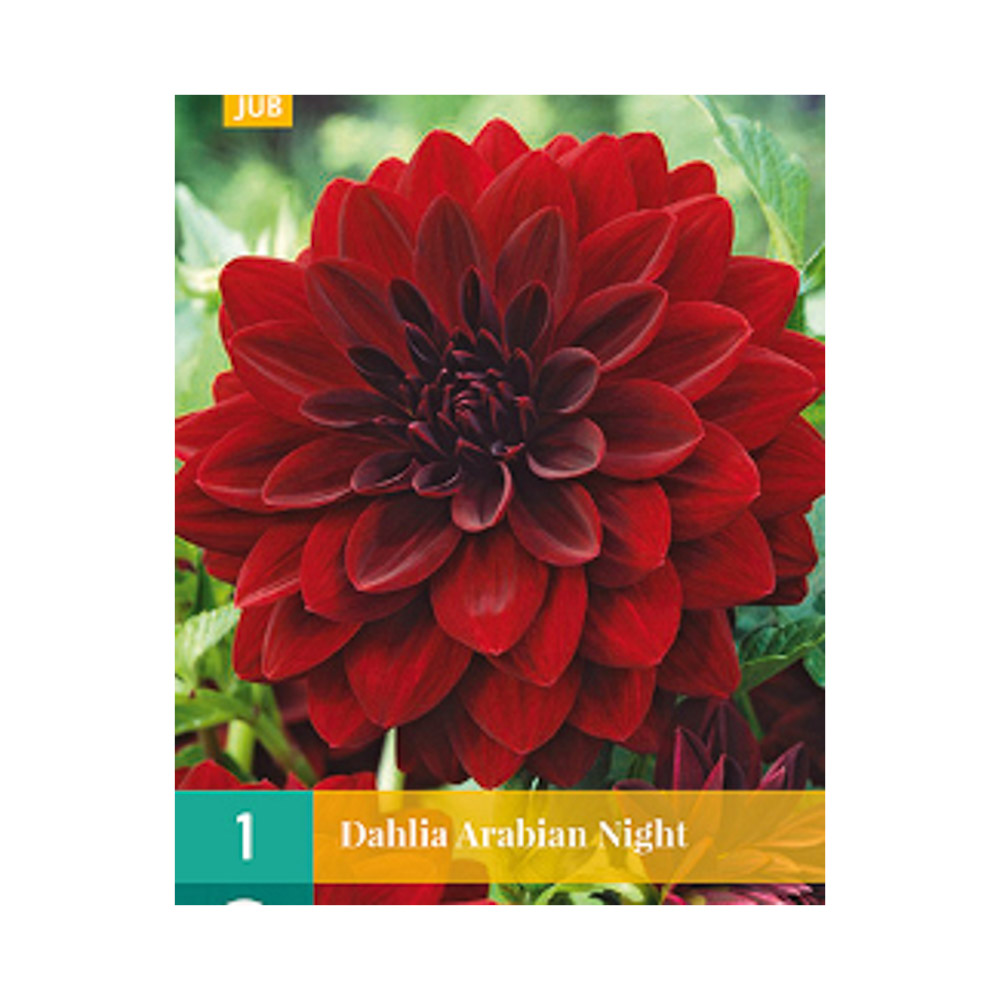 Bloembollen Dahlia ‘Arabian Night’ JUB Holland