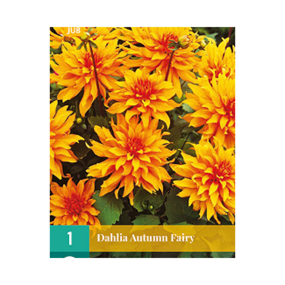 Bloembollen Dahlia ‘Autumn Fairy’  JUB Holland