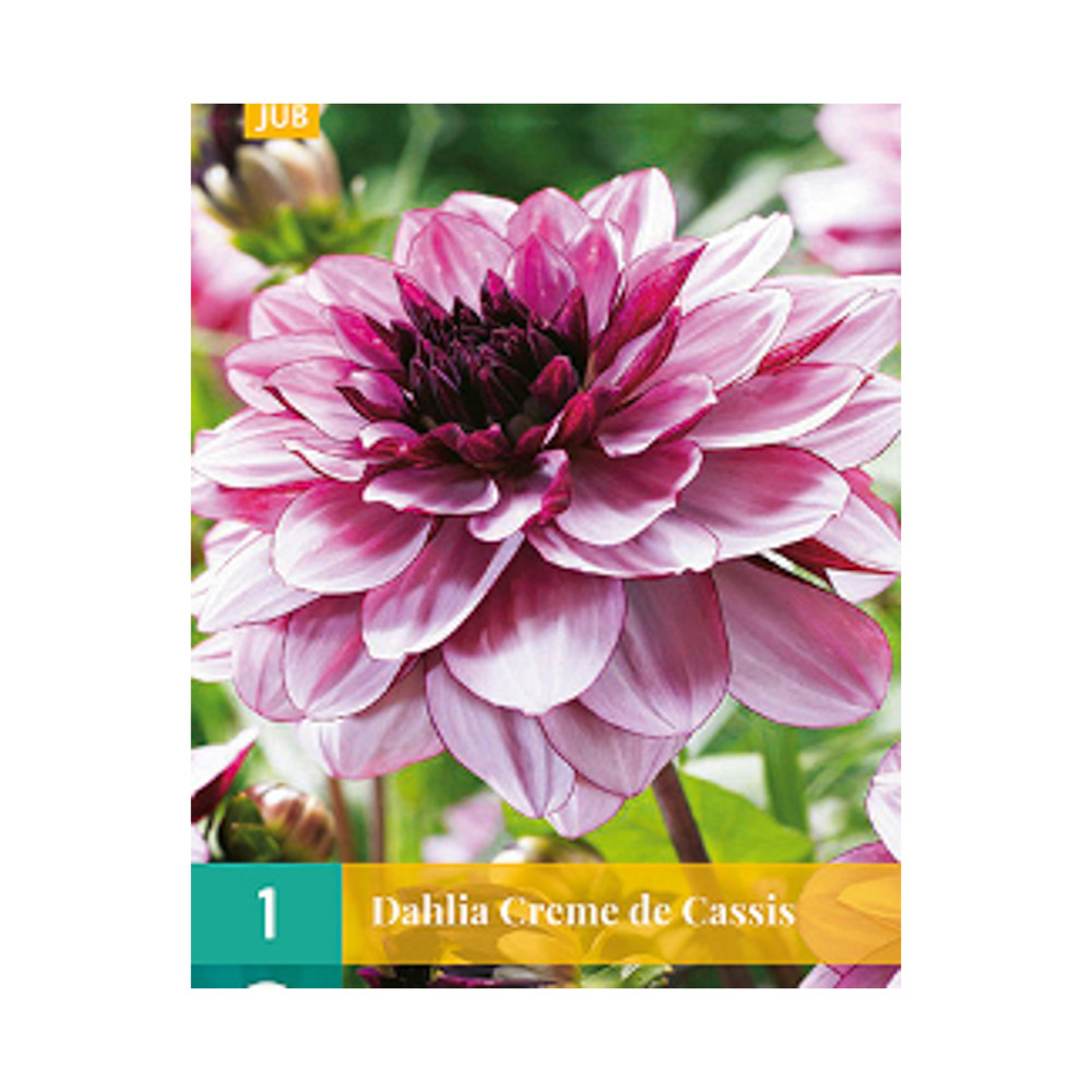 Bloembollen Dahlia ’Creme de Cassis’ JUB Holland