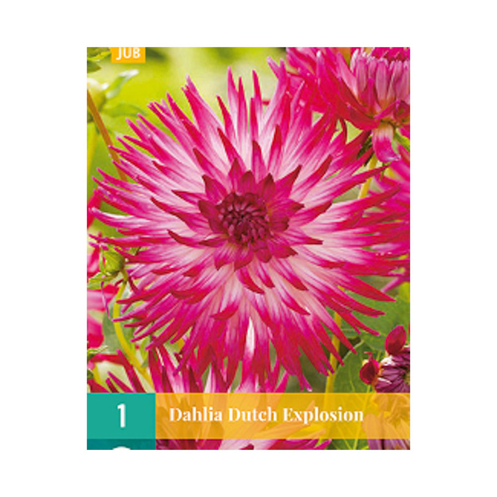 Bloembollen Dahlia ‘Dutch Explosion’ JUB Holland