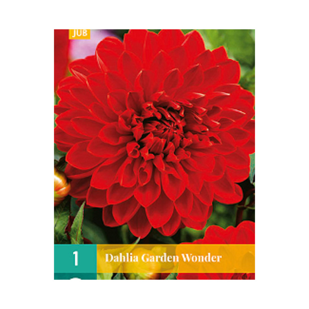 Bloembollen Dahlia ’Garden Wonder’ JUB Holland