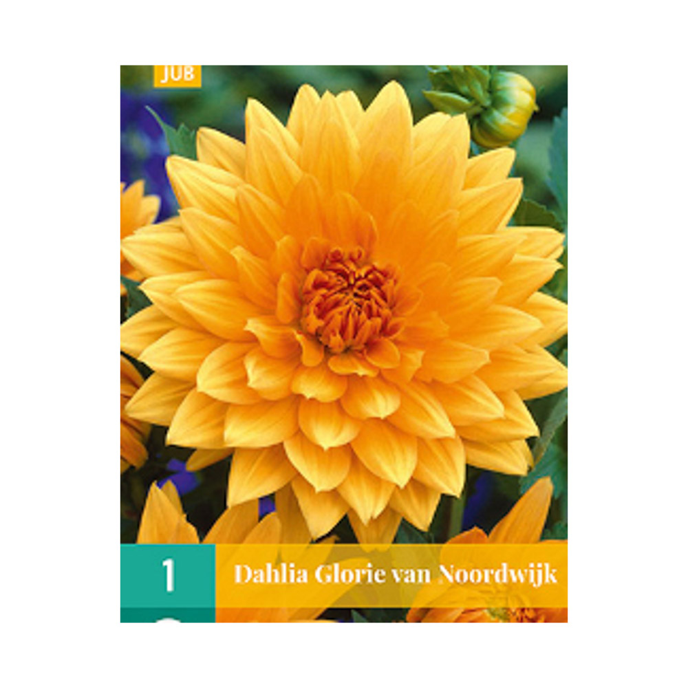 Bloembollen Dahlia ‘Glorie van Noordwijk’ JUB Holland