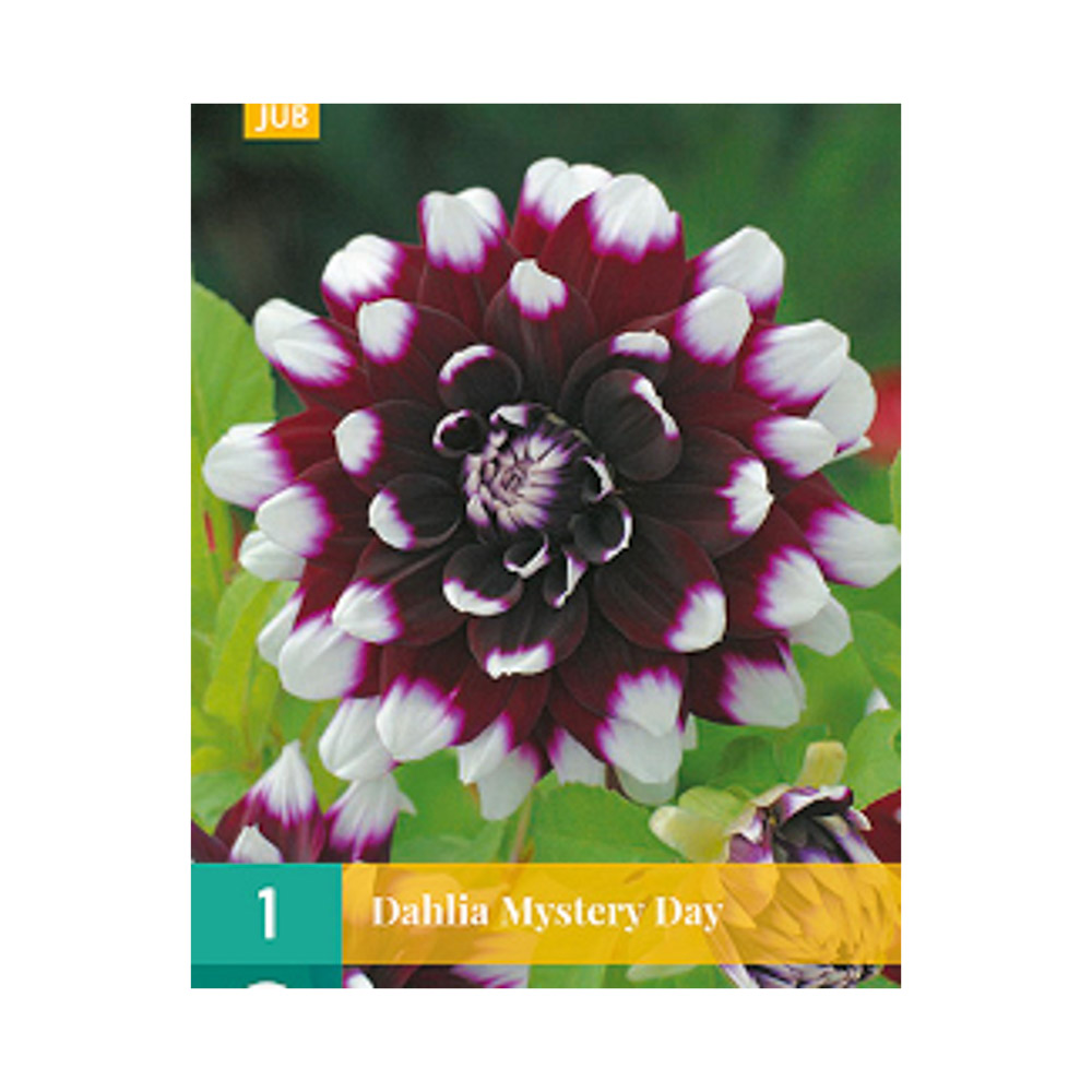 Bloembollen Dahlia ‘Mystery Day’ JUB Holland