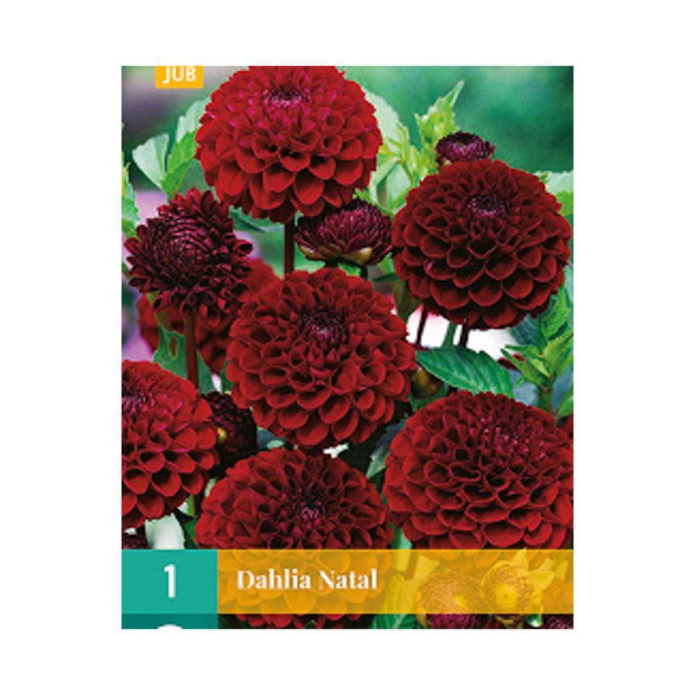 Bloembollen Dahlia ’Natal’  JUB Holland