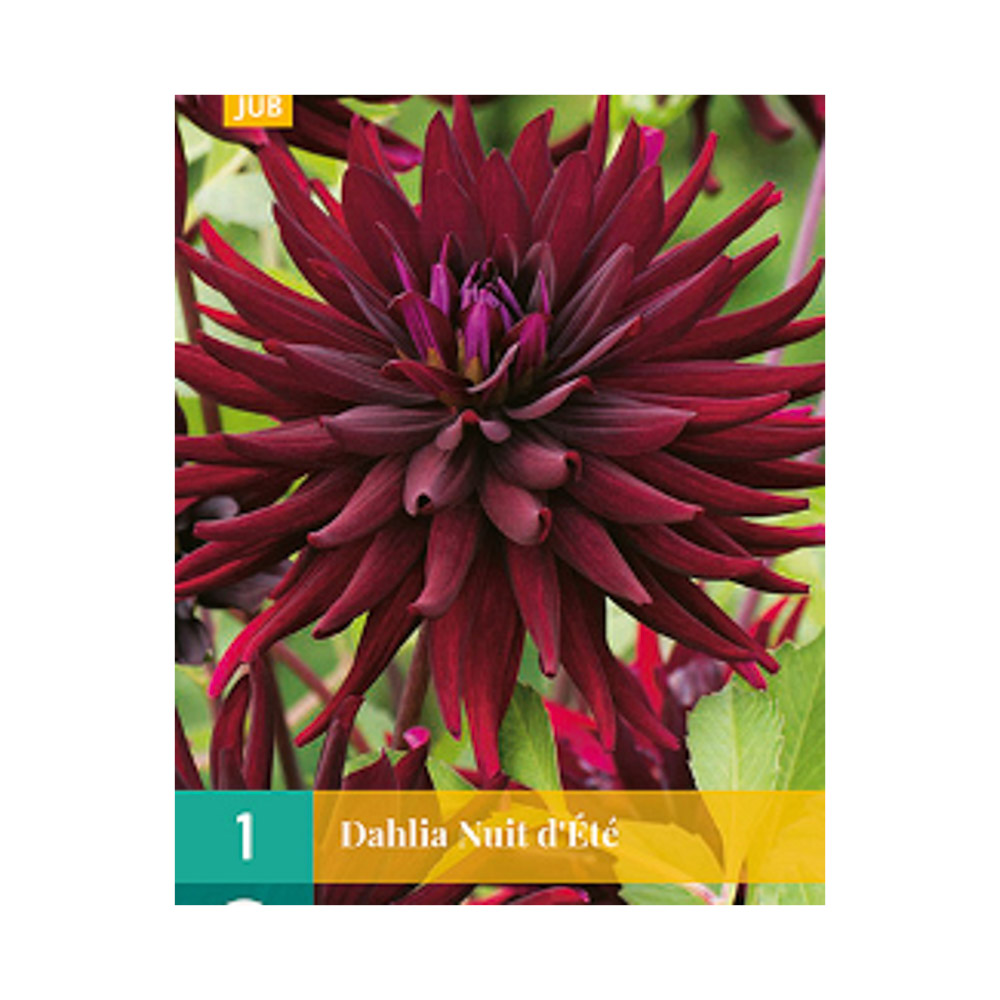 Bloembollen Dahlia ‘Nuit d’Été’ JUB Holland