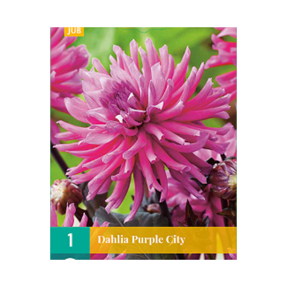 Bloembollen Dahlia ‘Purple City’ JUB Holland