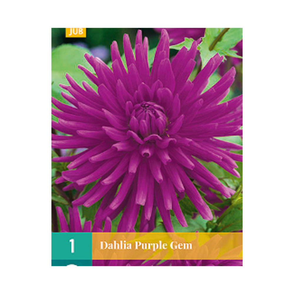 Bloembollen Dahlia ‘Purple Gem’ JUB Holland