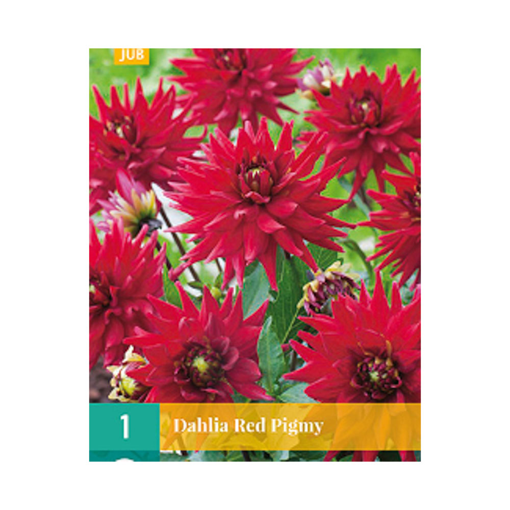 Bloembollen Dahlia ’Red Pigmy’  JUB Holland