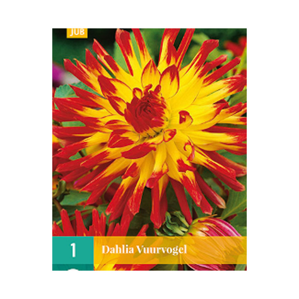 Bloembollen Dahlia ’Vuurvogel’ JUB Holland