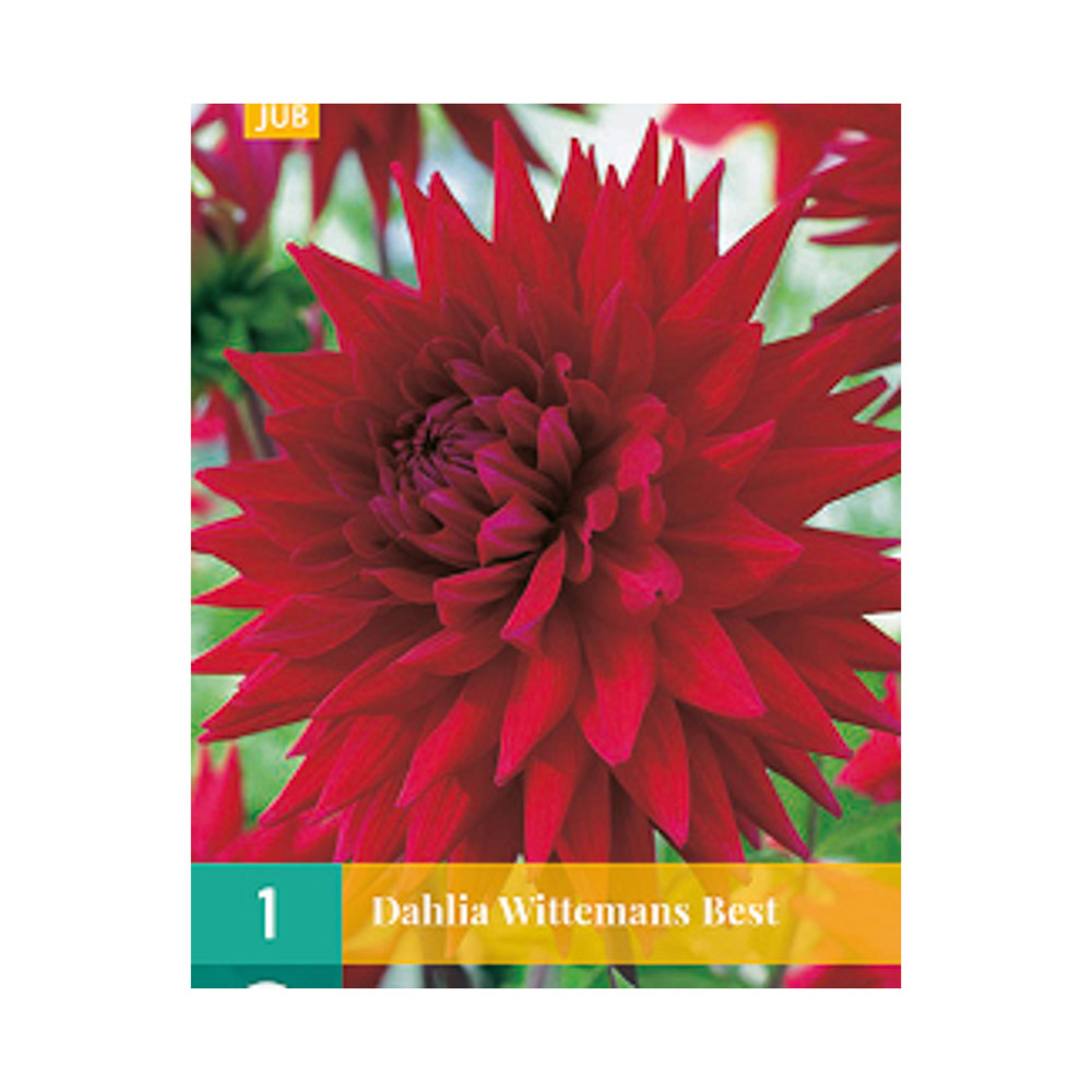 Bloembollen Dahlia ’Witteman’s Best’  JUB Holland