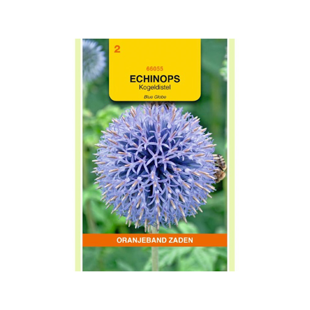 Echinops, Kogeldistel Blue Globe