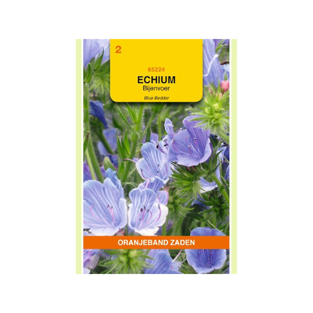 Echium, Bijenvoer Blue Bedder