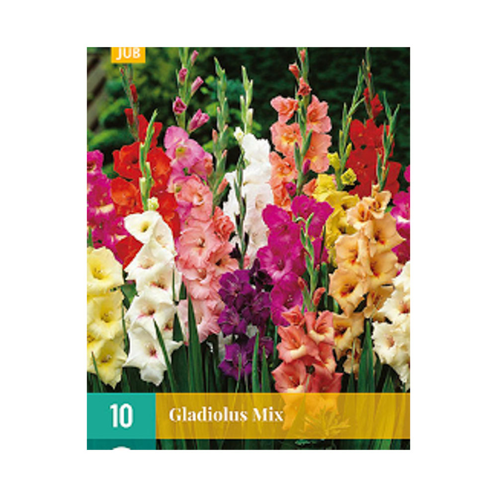 Bloembollen Gladiool mix JUB Holland