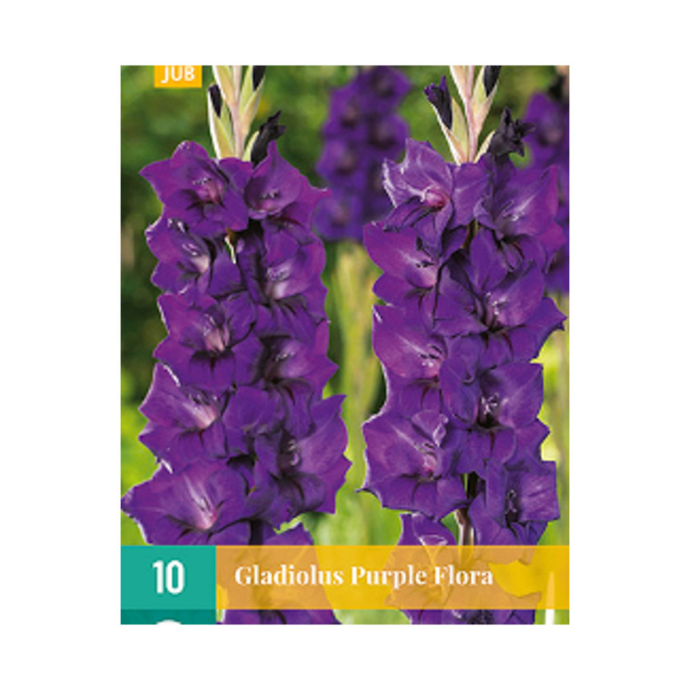 Bloembollen Gladiool ’Purple Flora’ JUB Holland