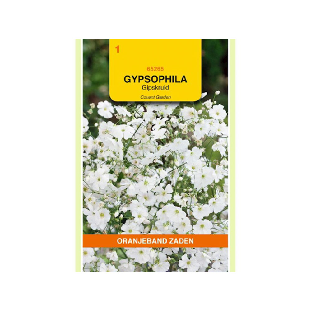Gypsophila, Gipskruid Covent Garden
