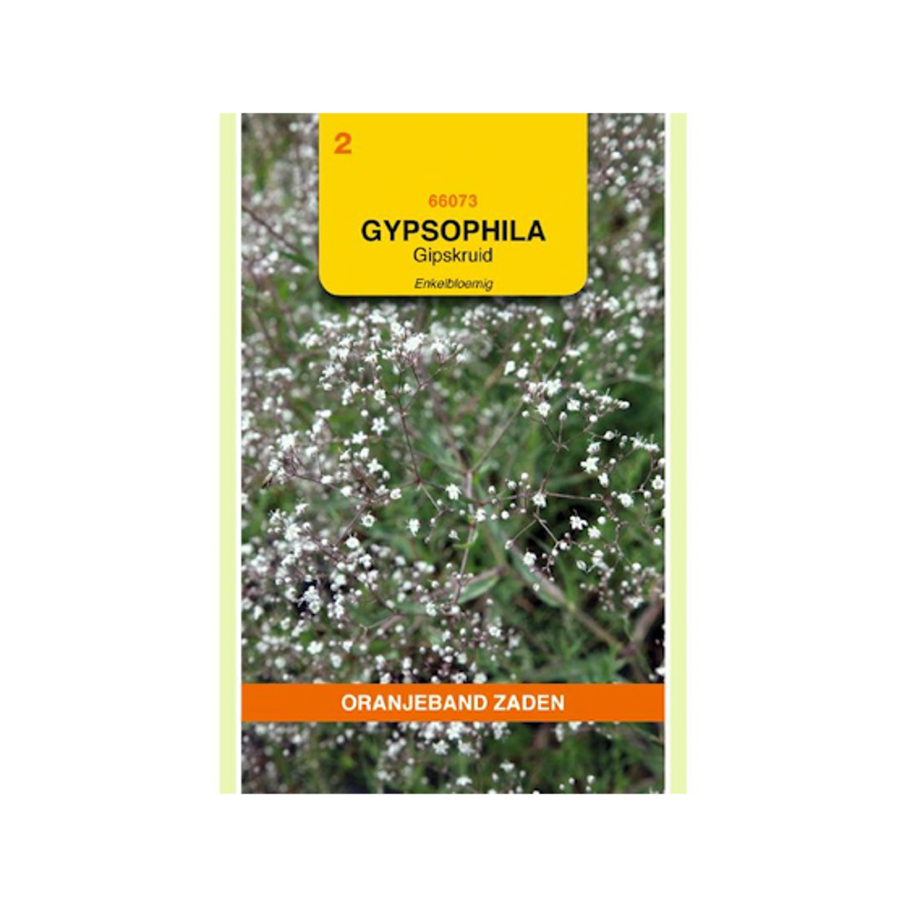 Gypsophila, Gipskruid enkelbloemig wit