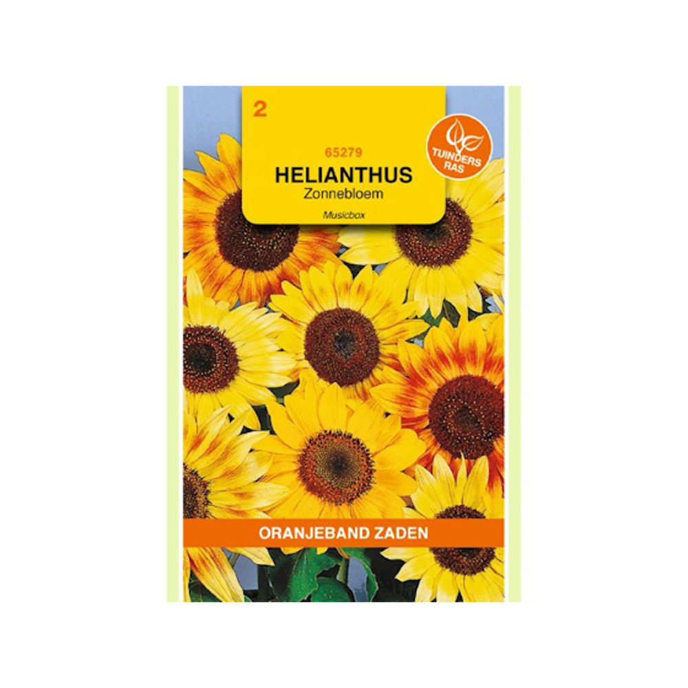 Helianthus, Zonnebloem Musicbox gemengd