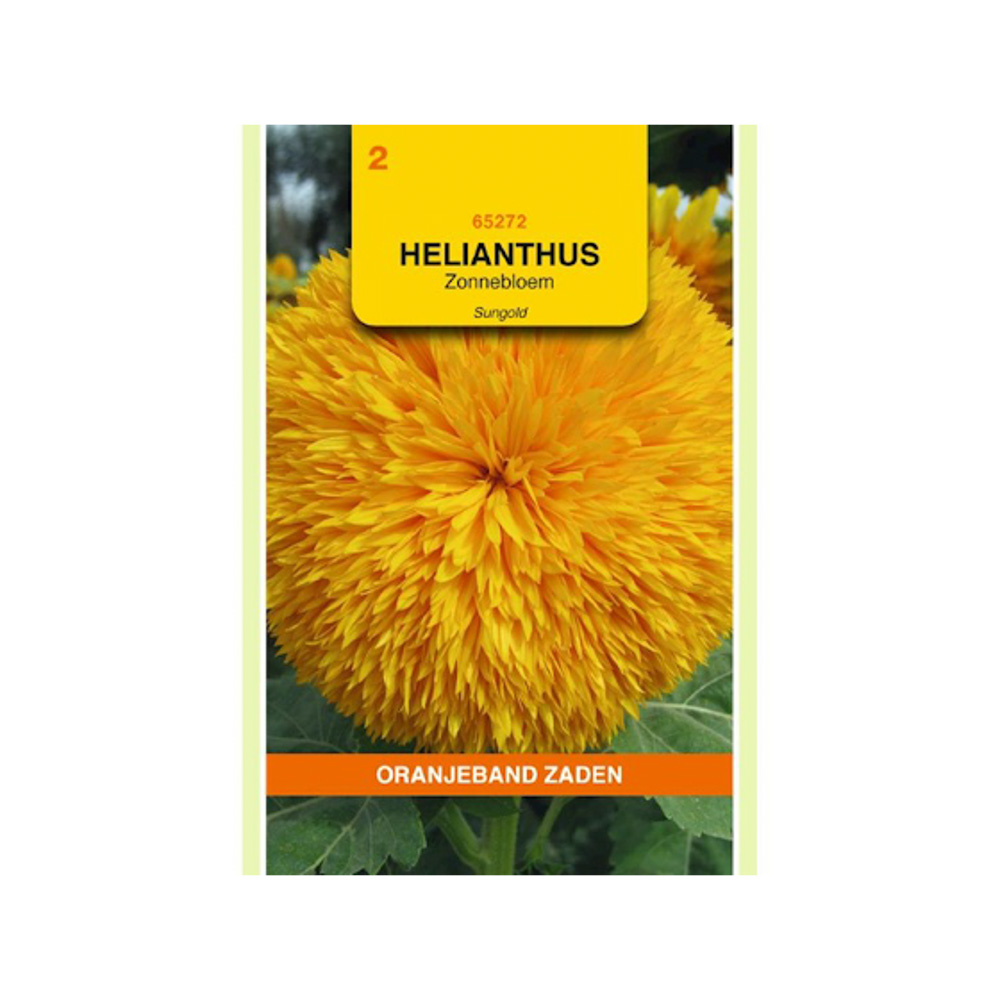 Helianthus, Zonnebloem Sungold dubbelbloemig hoog