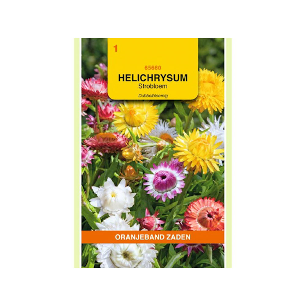 Helichrysum, Strobloem dubbelbloemig gemengd