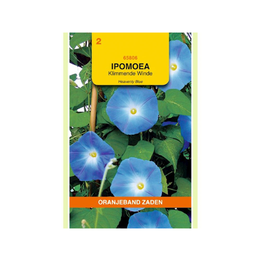 Ipomoea, Klimmende Winde Heavenly Blue