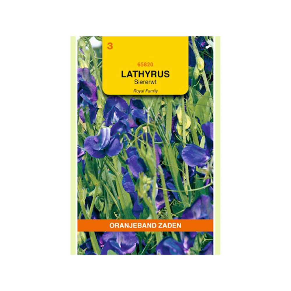 Lathyrus , Reuk- of siererwt Royal, blauw