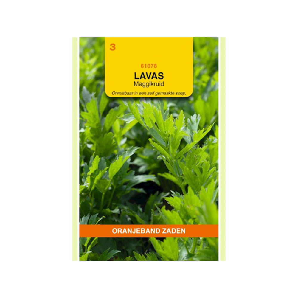 Lavas (maggiplant)