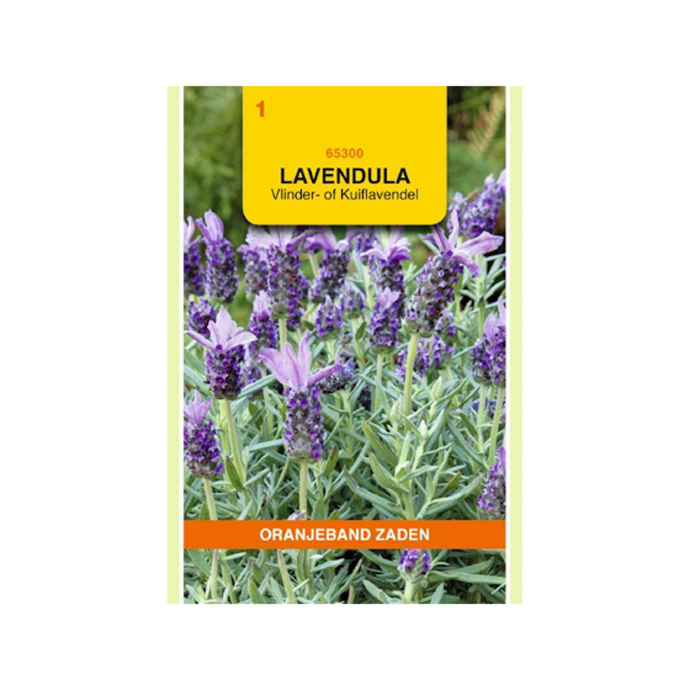 Lavendel, Vlinder- of Kuiflavendel