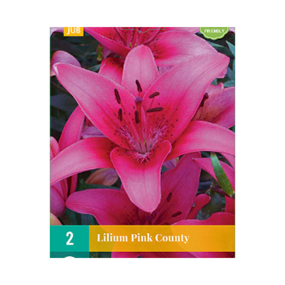 Bloembollen Lelie ’Pink County’ JUB Holland