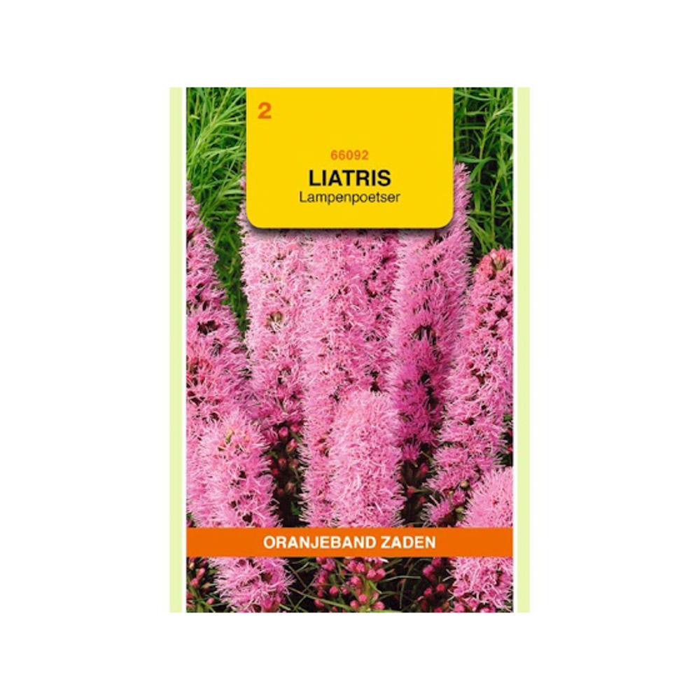 Liatris, Lampenpoetser, roze