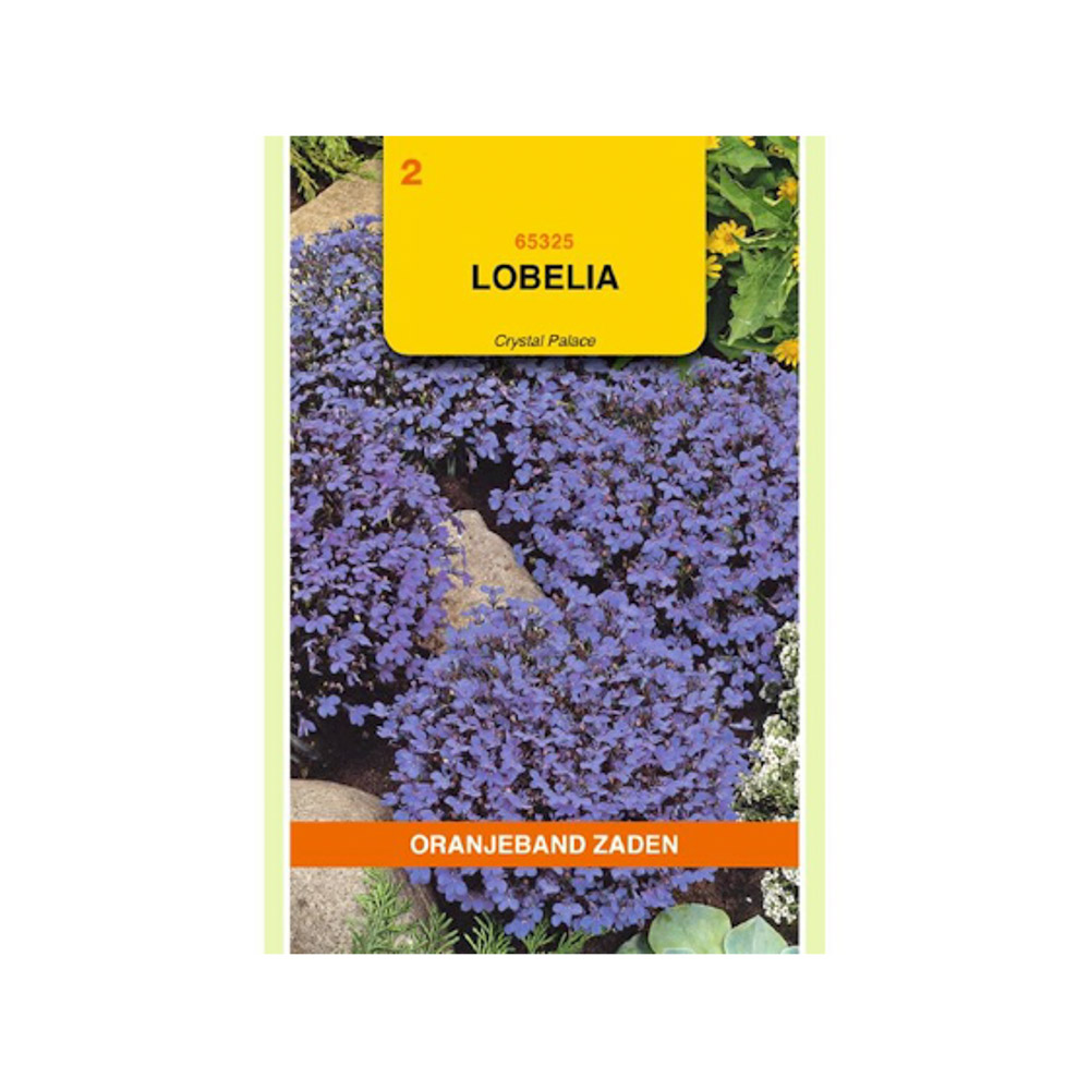 Lobelia Crystal Palace