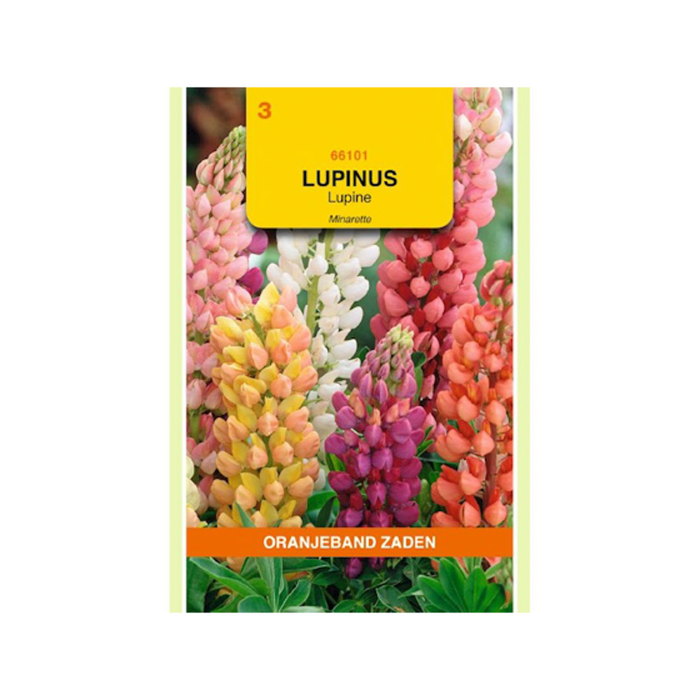 Lupinus, Lupine Minarette gemengd