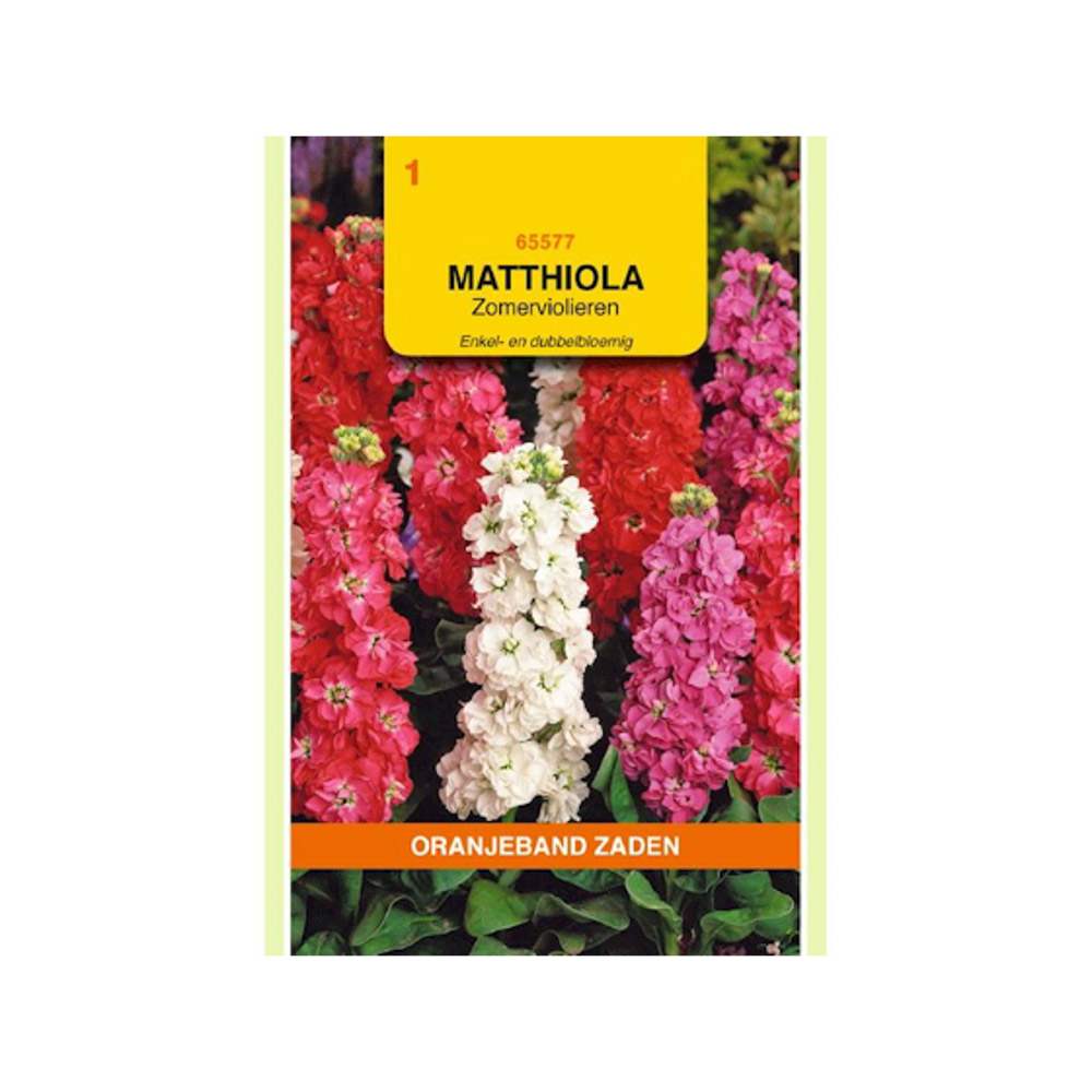 Matthiola, Zomerviolieren enkel- en dubbelbloemig