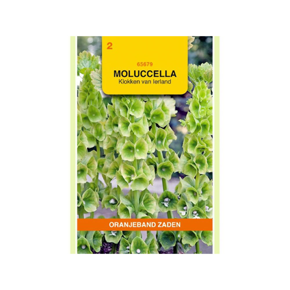 Moluccella, Klokken van Ierland