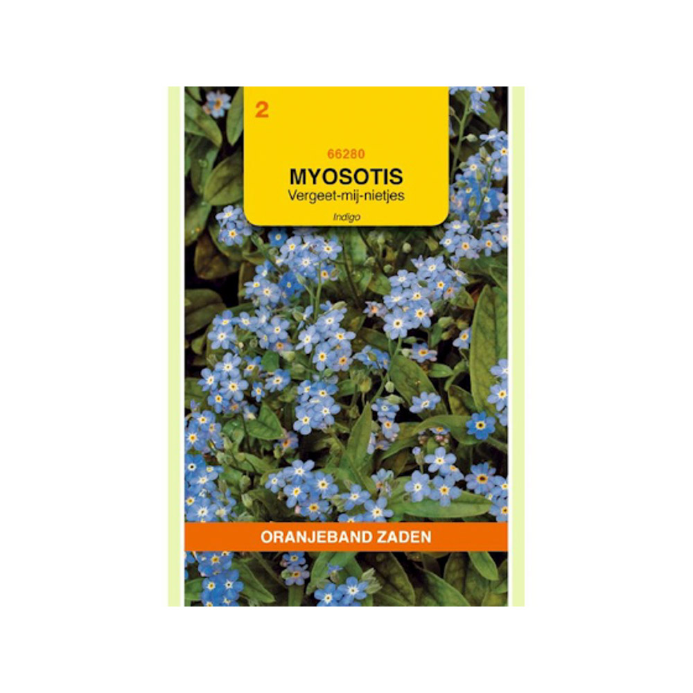 Myosotis, Vergeet-mij-niet Indigo, blauw