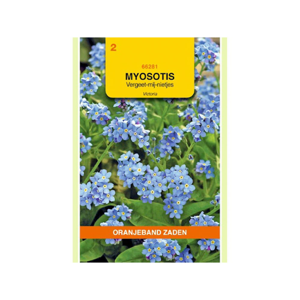 Myosotis, Vergeet-mij-niet Victoria, blauw