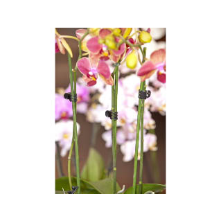 Nature orchidee clips 