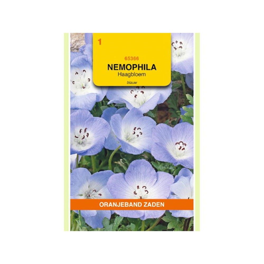 Nemophila, Haagbloem, blauw