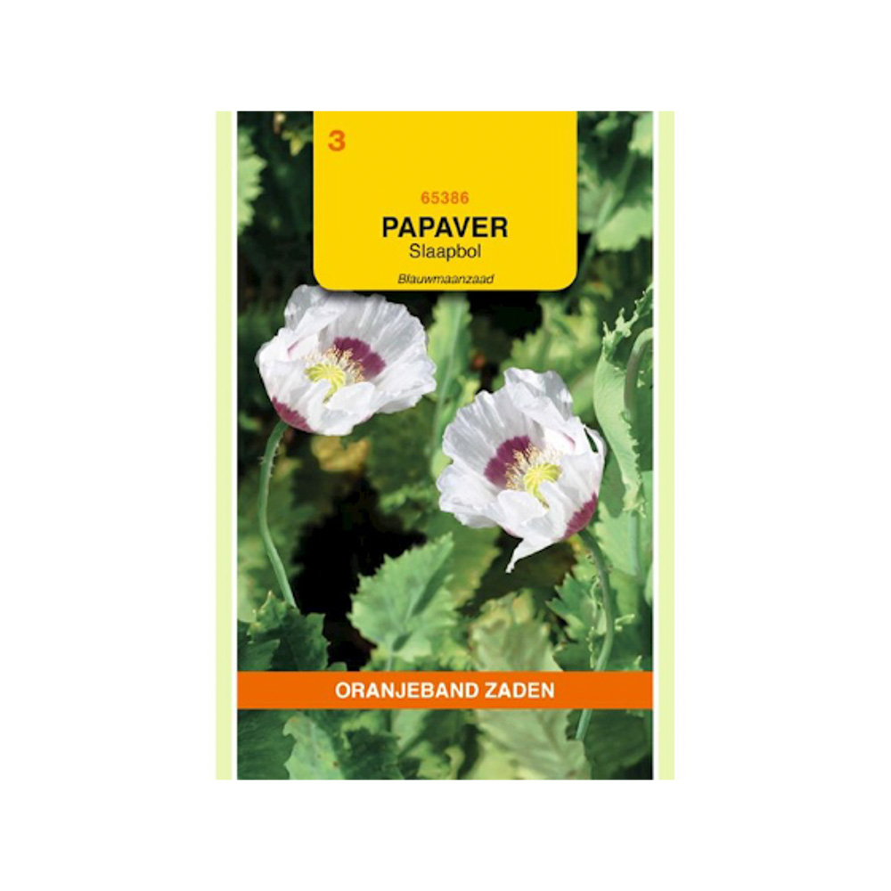  Papaver, Slaapbol Blauwmaanzaad