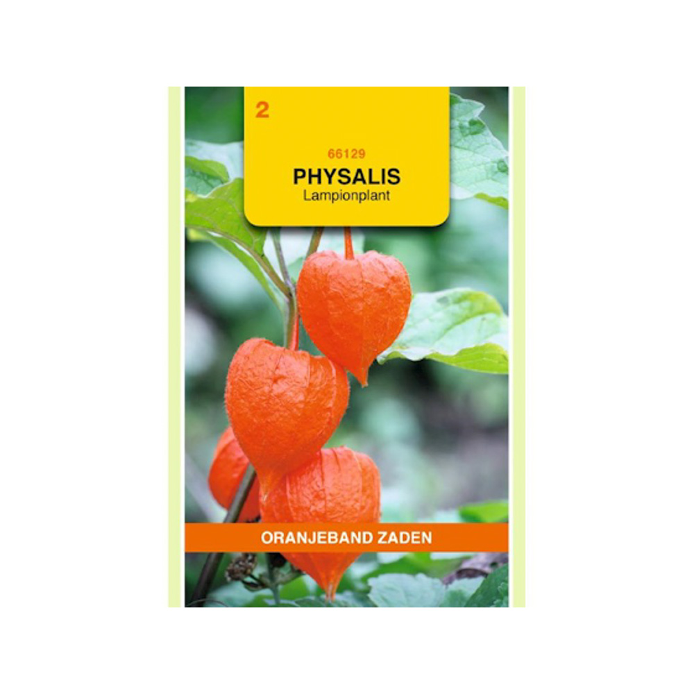 Physalis, Lampionplant