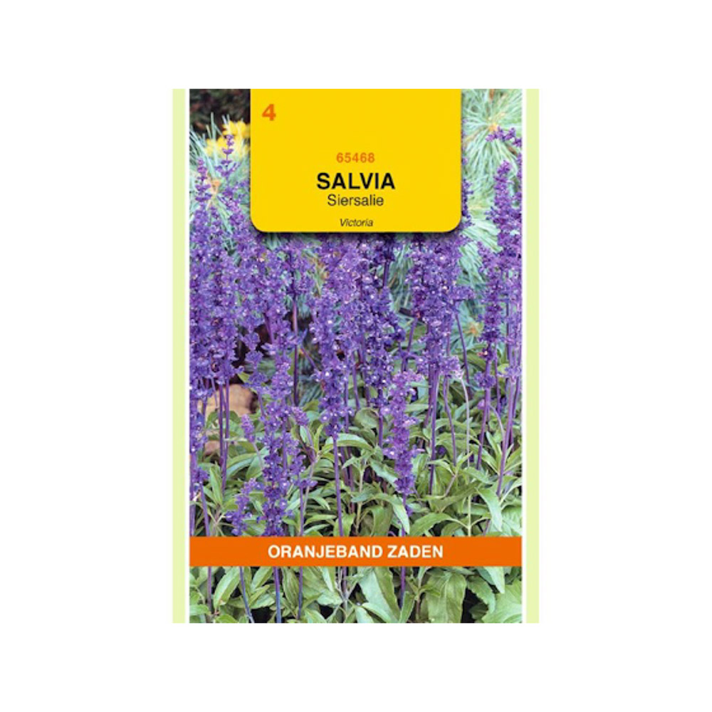 Salvia, Siersalie Victoria donkerblauw